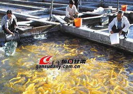 甘肅 戈壁綠洲魚兒歡