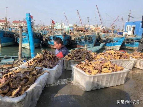 尋找克 星 青島海域出現(xiàn)大量海星,危害水產(chǎn)養(yǎng)殖