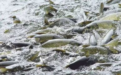 水產養殖病害高發,提前看看這些病害預防措施~