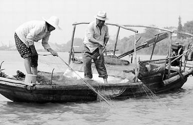 時鮮刀魚開千元天價(jià)