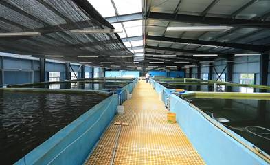 新泰市羊流鎮:黨支部領辦合作社 6萬尾魚苗安新家