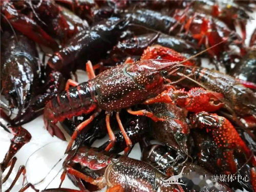 兩個(gè)巴掌大的蝦 一平浪鎮(zhèn)特色水產(chǎn)養(yǎng)殖促農(nóng)步入經(jīng)濟(jì)發(fā)展 快車道