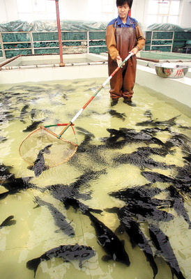 本市4年內將新建 50個水產養殖園(圖)_新聞中心_新浪網