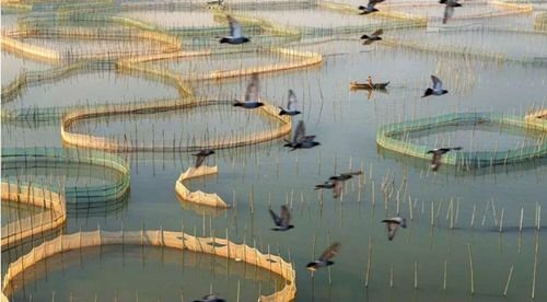 水產(chǎn)養(yǎng)殖進(jìn)入病害高發(fā)期 海璟水產(chǎn)以綠色生態(tài)模式 對(duì)癥下藥