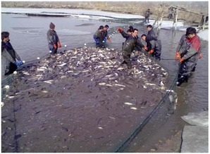 水產(chǎn)養(yǎng)殖新方法 草魚鯽魚分區(qū)投喂六大優(yōu)勢(shì),提升效益不再難