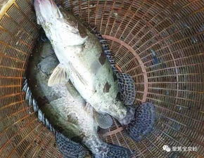 綏濱農場三鑫水產養殖基地又添了鱖魚泥鰍等 新寵