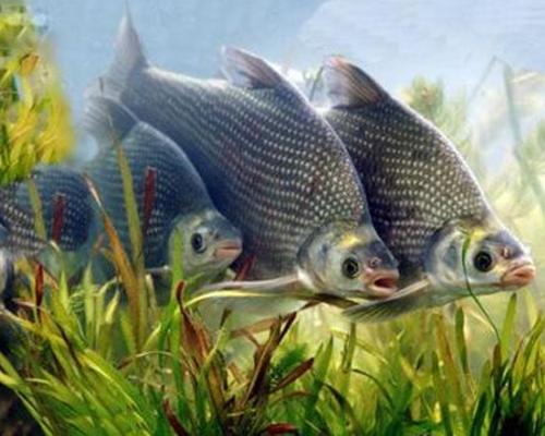 成品魚批發-重慶水產養殖基地