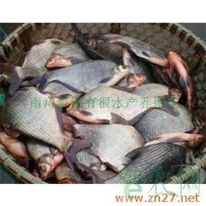 供應鮮活水產品 淡水魚魚苗批發 特種淡水魚類養殖 鳊魚_南潯菱湖有根水產養殖場_智農分級_知e農網(智農網)