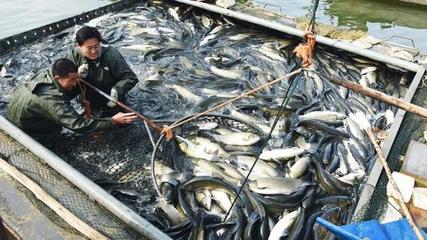 水產養殖業加快復蘇 A股也開始“捕魚”了