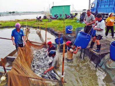 一家企業招來10多名 養魚研究生 ,還有 海龜 夫妻檔,只為讓健康魚游得更遠