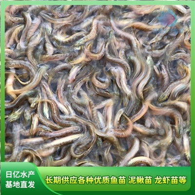 產品圖片_廣州市花都區赤坭日億水產魚苗養殖場