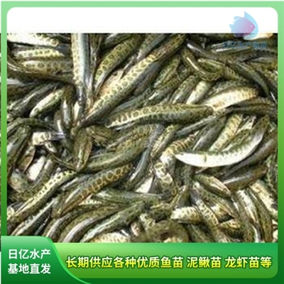 產品圖片_廣州市花都區赤坭日億水產魚苗養殖場
