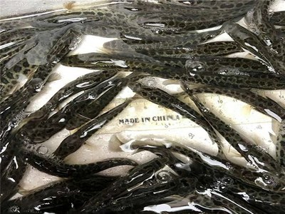 廣州黑魚苗養(yǎng)殖價(jià)格-廣州黑魚苗養(yǎng)殖- 活潑水產(chǎn)優(yōu)質(zhì)
