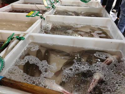 家魚出水,腌魚季提前,武漢人吃魚最好的時(shí)候到了