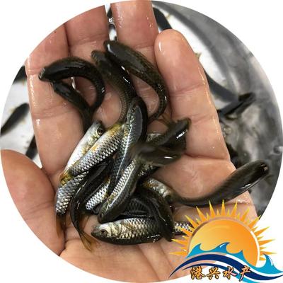 倒刺鲃魚苗 軍魚苗 港興水產(chǎn)養(yǎng)殖【魚苗批發(fā)】光青竹鯇魚 河堅(jiān)魚 娟魚產(chǎn)地自營產(chǎn)品