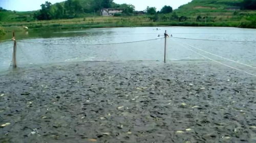 腸道受損魚兒不吃料怎么辦 快用活力多甲酸鈣