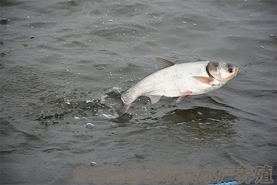 養(yǎng)殖鰱魚的傳統(tǒng)肥水方法_淡水魚類_西南漁業(yè)網(wǎng) 水產(chǎn)養(yǎng)殖專業(yè)網(wǎng) 漁業(yè)行
