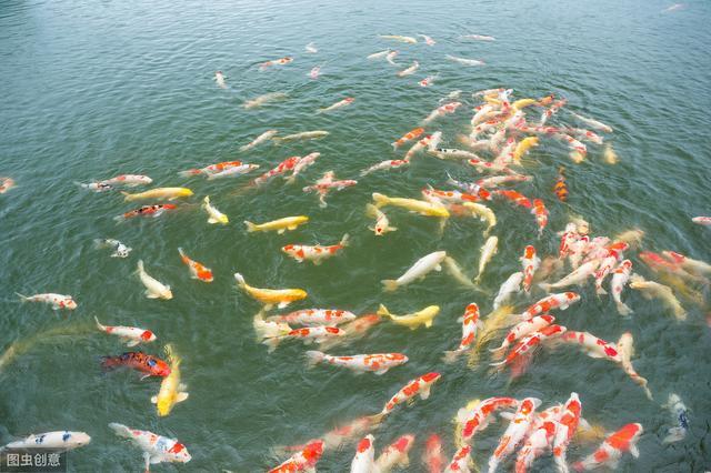 水產(chǎn)養(yǎng)殖必備!詳細(xì)介紹池塘底質(zhì)改良的多種方法