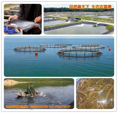 蝦塘水太肥了怎么辦?