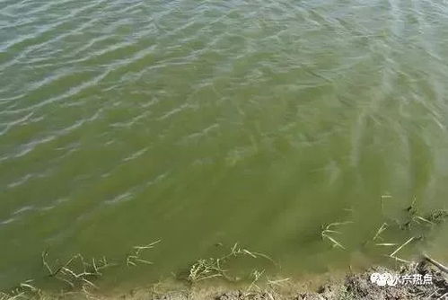 藻類造 氧 和增氧機(jī)加 氧 在水產(chǎn)養(yǎng)殖中起到的作用