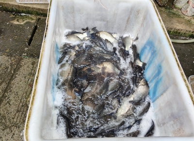 魚漲價了!四川水產局:水產品價格將高位運行一段時間