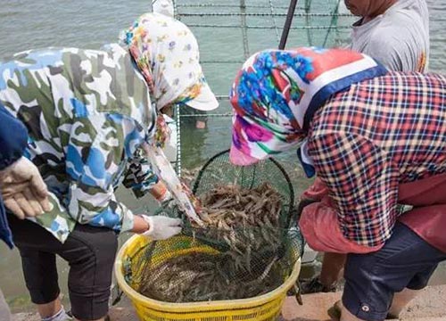 南美白對蝦淡水養殖技術 鑫望農業 開陽縣南美白對蝦
