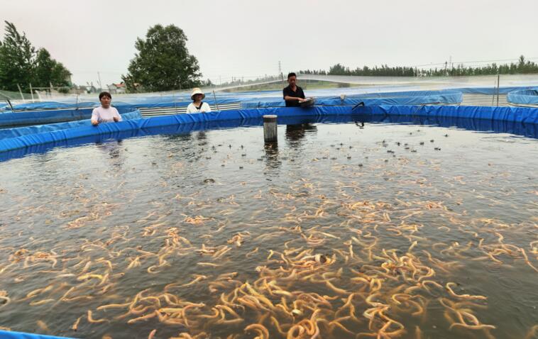 安徽蕭縣這兩種水產品獲全國金獎