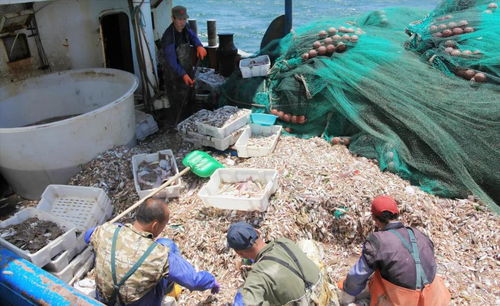 年捕撈量超過50萬噸,拯救中國近海漁業的 海洋蛋白質金礦 魷魚