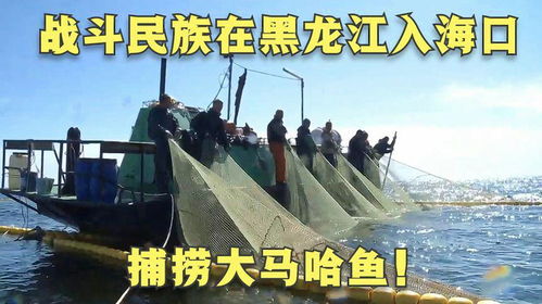 戰斗民族在黑龍江入海口,模捕撈大馬哈魚 建立馬哈魚加工廠