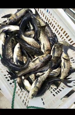 花鰱魚苗_鯽魚苗_草魚_花鰱魚-紅谷灘區虹駿水產品工作室