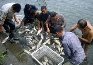 湖南魚類批發(fā) 青魚批發(fā)東方水產(chǎn)歡迎您的來電