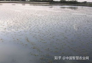 水產養殖 入秋后河蟹為什么會死亡又該如何預防