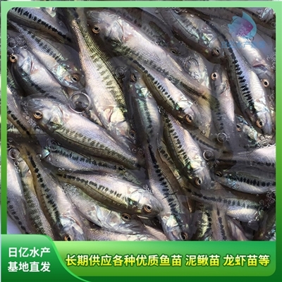 產(chǎn)品圖片_廣州市花都區(qū)赤坭日億水產(chǎn)魚苗養(yǎng)殖場