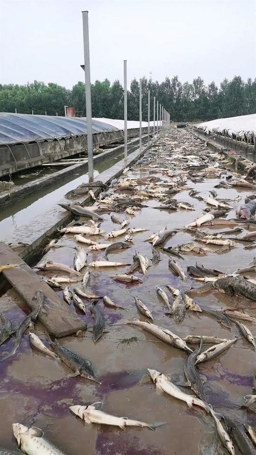 洪水侵襲涿州一水產(chǎn)養(yǎng)殖場,老板 近80萬斤魚死亡,急需人手收集死魚,做無害化處理