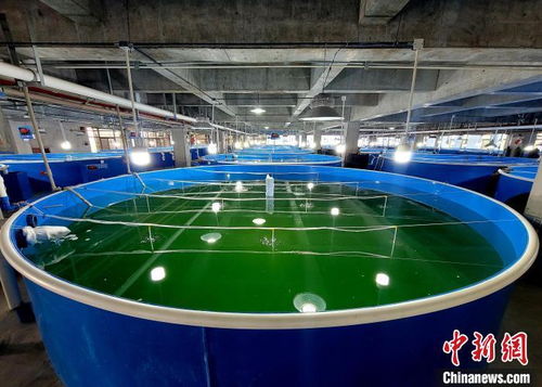 中國 陸地海鮮 興起 養殖方式 以魚為本