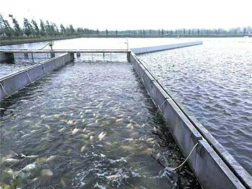 必看 由農業農村部編寫的,春季水產養殖技術操作指南請提前收好