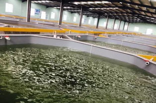 我們要養魚,我們也要環保 一文秒懂 工廠化水產養殖系統