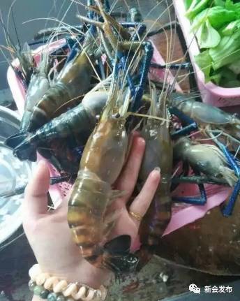 全憑 一只蝦 這個鎮水產養殖年產值超5億元