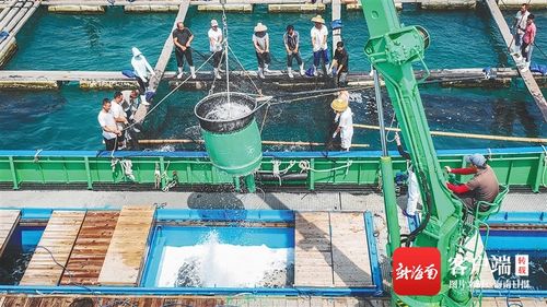 三亞灣海域農投國家級海洋牧場入選國家級海洋牧場示范區