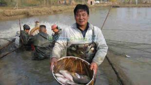 供應濟寧鯉魚養殖基地 濟南槐蔭廣源水產養殖專業合作社竭誠歡迎您_紡織、皮革_世界工廠網中國產品信息庫