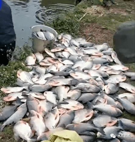 心疼 大量海水魚被凍死,寒潮肆虐,水產養殖迎來嚴峻挑戰