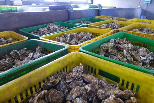 海洋 修復性水產養殖全球通用原則 發布