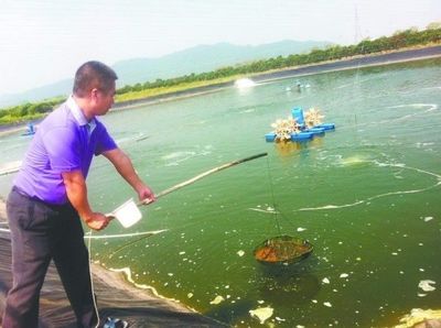 夏季倒藻預防早知道,水產養殖養的好
