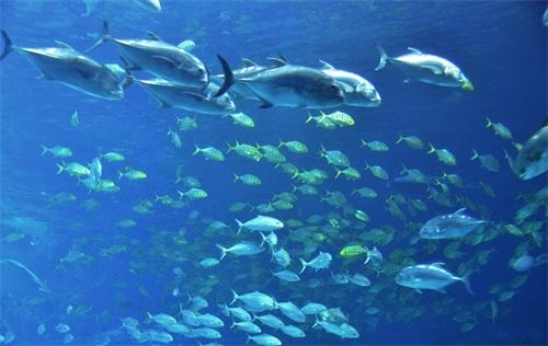 水產養殖涂料海峽漆助力水產養殖增產增效