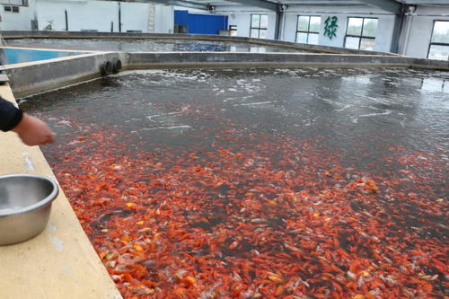 州城街道 水產(chǎn)養(yǎng)殖規(guī)模化,激活古城水文章
