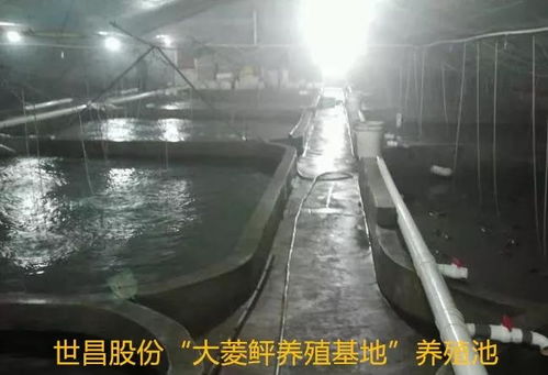 以先進典型引領(lǐng)高效漁業(yè)發(fā)展 世昌股份大力培育特種水產(chǎn)養(yǎng)殖示范戶