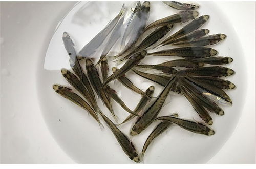 佛山加州鱸魚苗 活潑水產(chǎn)實在 佛山加州鱸魚苗直銷