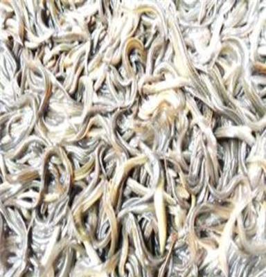 常年大量供應水產品 泥鰍 、養殖野生泥鰍!