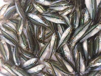 湖北漁本家水產養殖黃骨魚、鱸魚、泥鰍養殖市場前景廣闊