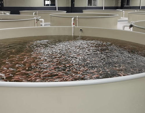水產養殖戶你知道夏季該如何正確投餌嗎